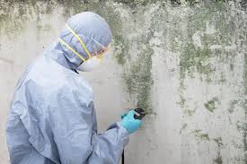 Why You Should Choose Our Mold Remediation Services in Wesley Hills, NY